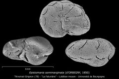 Epistomaria semimarginata
