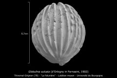 Globulina sulcata