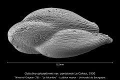 Guttulina spicaeformis var. parisiensis