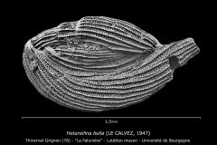 Heterellina bella