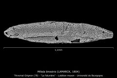 Miliola birostris