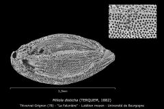Miliola disticha