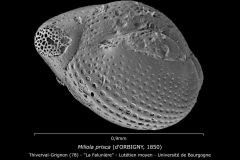 Miliola prisca