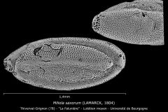 Miliola saxorum