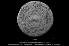 Orbitolites complanatus 
