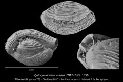 Quinqueloculina crassa