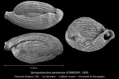 Quinqueloculina parisiensis