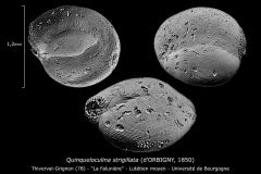 Quinqueloculina strigillata