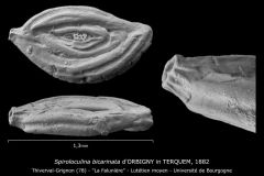 Spiroloculina bicarinata