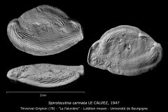 Spiroloculina carinata