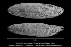 cf Alveolina elongata