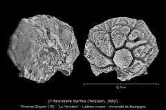 cf Pararotalia inermis