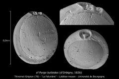 cf Pyrgo bulloides