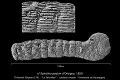 cf Spirolina pedum