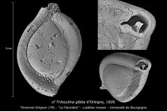 cf Triloculina gibba