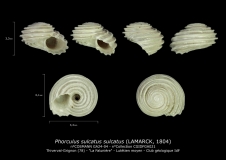 GA24-04 Phorculus sulcatus sulcatus