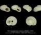 GA24-04 Phorculus sulcatus sulcatus