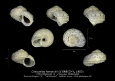 GA33-10 Cirsochilus lamarckii