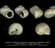 GA33-01 Collonia marginata marginata