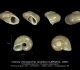 GA33-03 Collonia canalifera