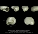 GA33-08 Leucorhynchia callifera