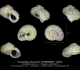 GA33-10 Cirsochilus lamarckii