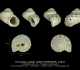 GA33-15 Cirsochilus caillati caillati