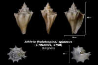 Athleta (Volutospina) spinosus