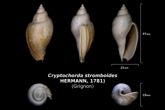 Cryptochorda stromboides