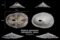 Diodora squamosa