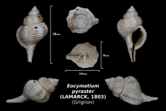 Eocymatium pyraster