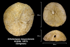 Gitolampas issyaviensis couche à campanile photo Delphin mai 2018