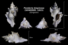 Ponderia bispinosa