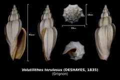 Volutilithes torulosus
