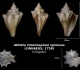 Athleta (Volutospina) spinosus