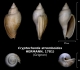 Cryptochorda stromboides