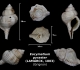 Eocymatium pyraster