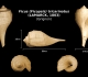 Ficus (Ficopsis) tricarinatus