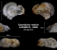 Spondylus radula