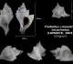 Timbellus crenulatus tricarinatus