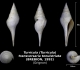 Tirricula (Turricula) transversaria tenuistriata