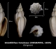 Volutilithes torulosus