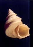 131-13 - Trypatrochus conicus - - Photo Didier Kauffmann et Maryse Le Gal
