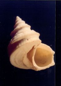 131-13 - Trypatrochus conicus - - Photo Didier Kauffmann et Maryse Le Gal