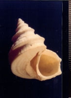 Tenagodes striatus - Photo Didier Kauffmann et Maryse Le Gal