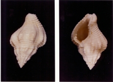 Editharus marginatus - Photos Didier Kauffmann et Maryse Le Gal