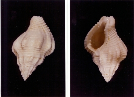 Editharus marginatus - Photos Didier Kauffmann et Maryse Le Gal