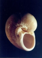 Collonia marginata - Photo C.Brion