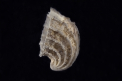 Emarginula costata - Photo C.Brion