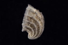Emarginula costata - Photo C.Brion